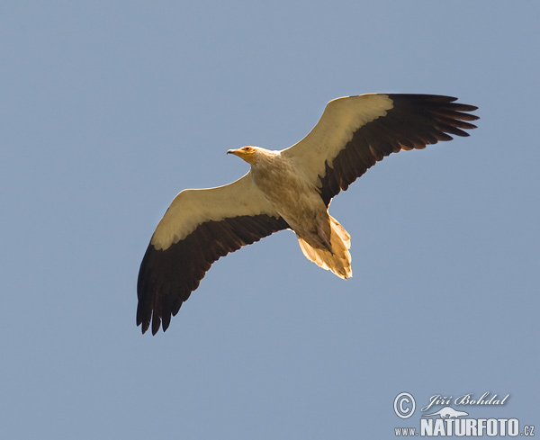 مصری گدھ