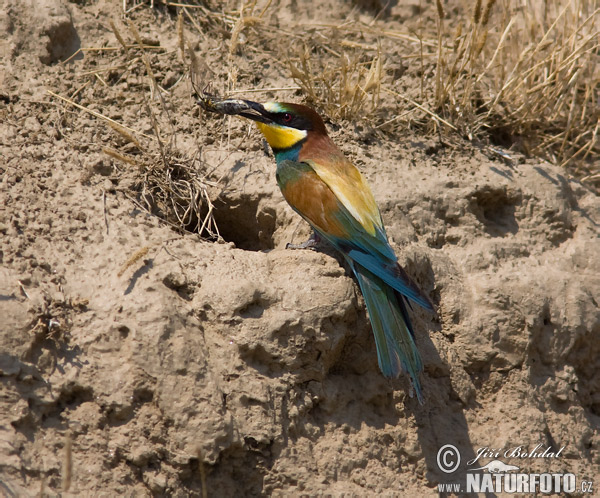 Abejaruco europeo