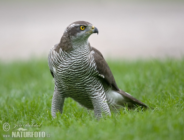 Accipiter gentilis