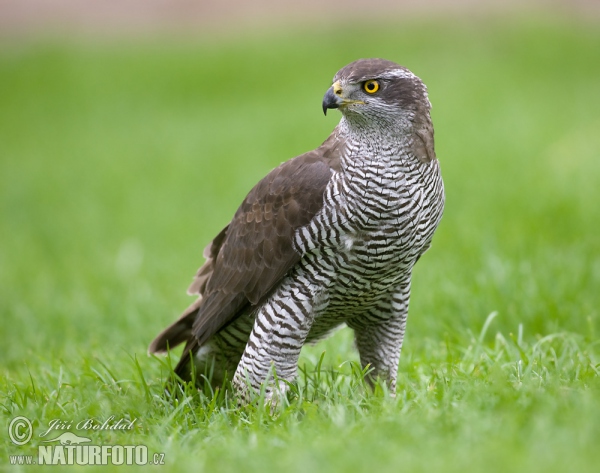 Accipiter gentilis