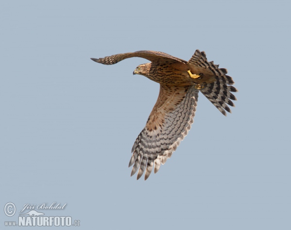 Accipiter gentilis