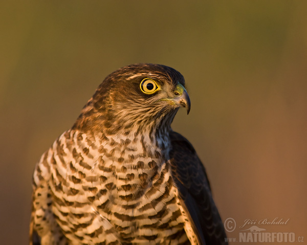 Accipiter nisus