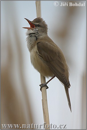 Acrocephalus arundinaceus