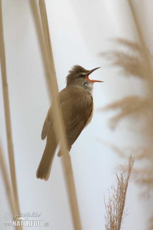 Acrocephalus arundinaceus