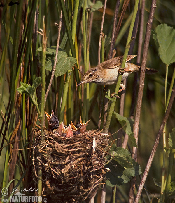 Acrocephalus melanopogon