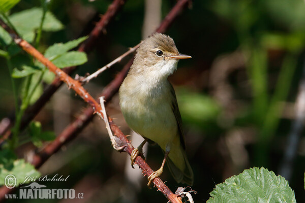 Acrocephalus palustris