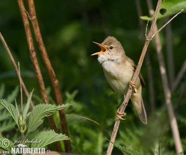 Acrocephalus palustris