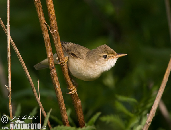 Acrocephalus palustris