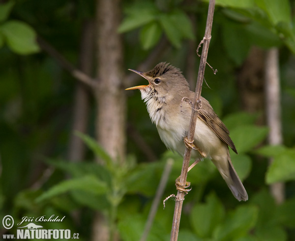 Acrocephalus palustris