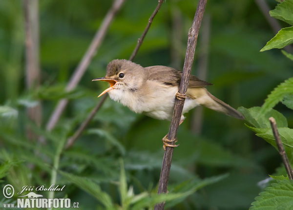 Acrocephalus palustris