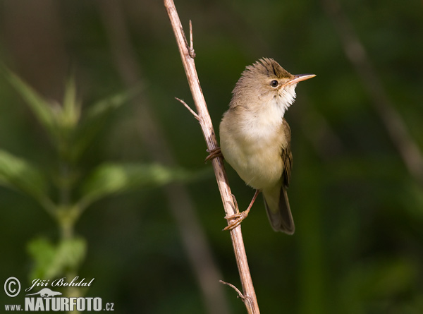 Acrocephalus palustris