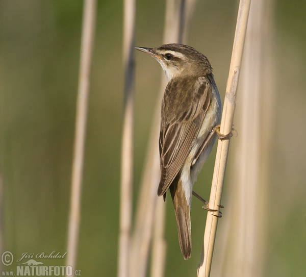 Acrocephalus schoenobaenus