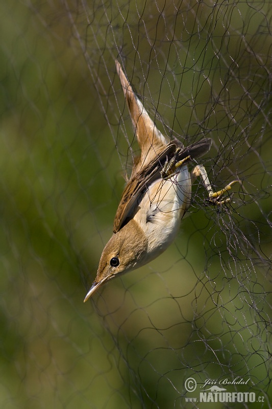 Acrocephalus scirpaceus