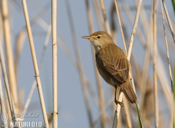 Acrocephalus scirpaceus