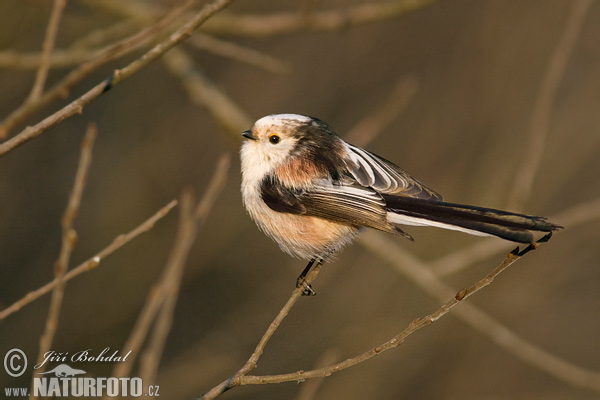 Aegithalos caudatus