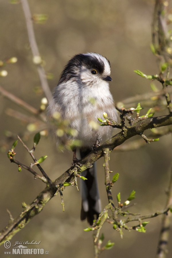 Aegithalos caudatus