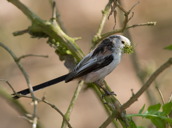 Aegithalos caudatus