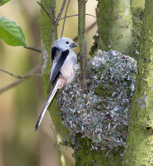 Aegithalos caudatus