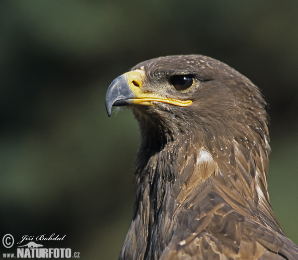 Àguila d'estepa