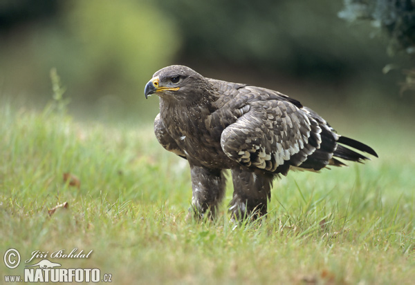 Águila esteparia