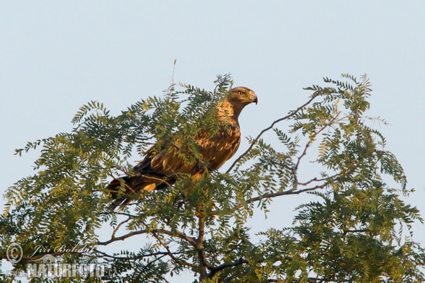 Àguila imperial oriental