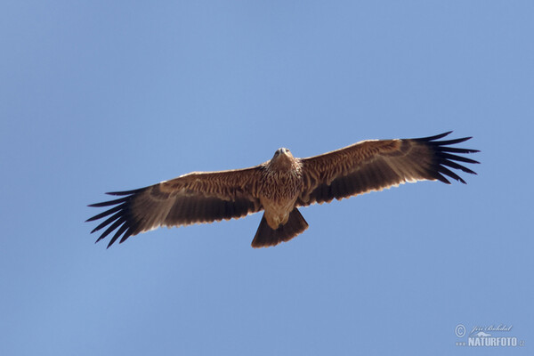 Águila imperial oriental