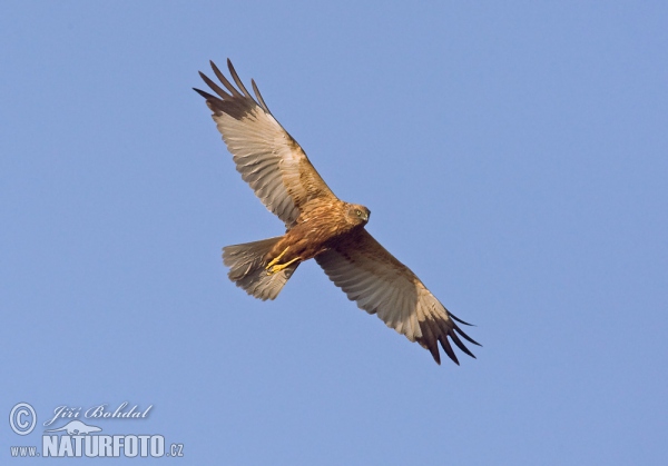 Aguilucho lagunero