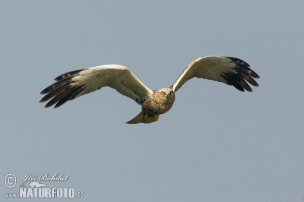 Aguilucho lagunero