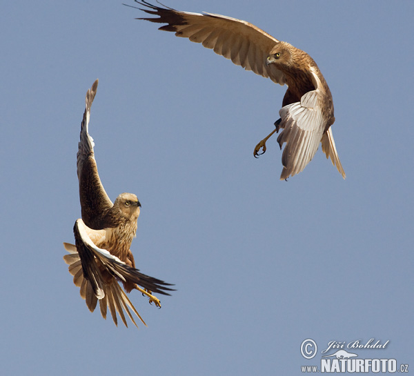 Aguilucho lagunero