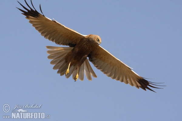 Aguilucho lagunero