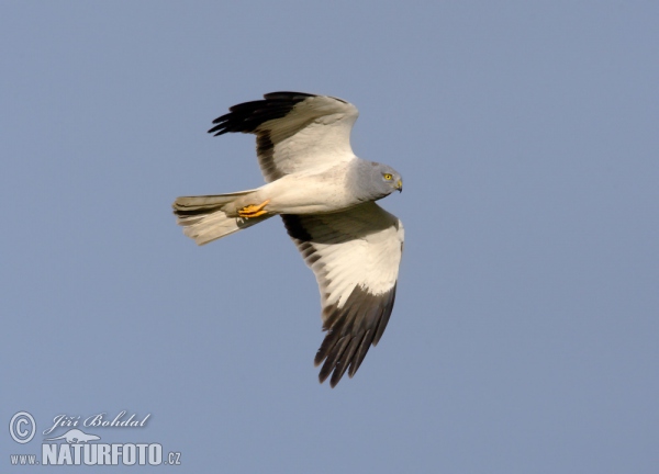 Aguilucho pálido