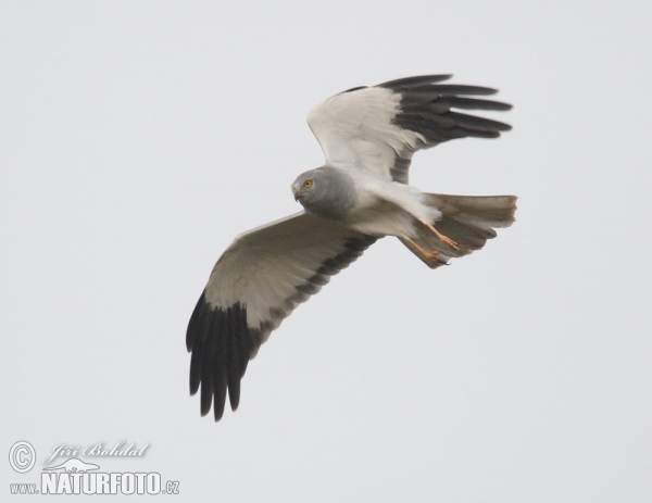 Aguilucho pálido