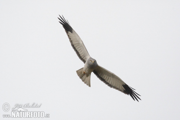 Aguilucho pálido