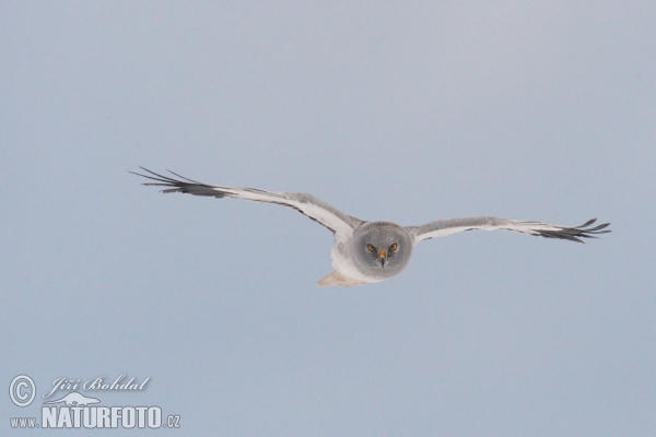 Aguilucho pálido