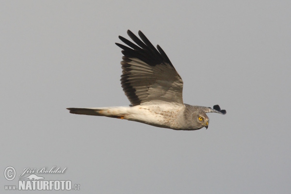 Aguilucho pálido