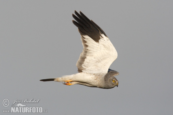 Aguilucho pálido