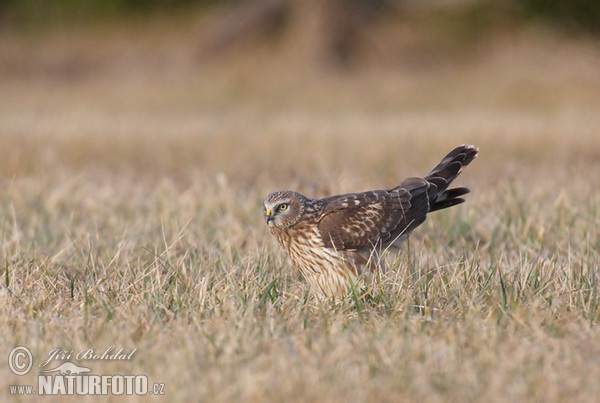 Aguilucho pálido