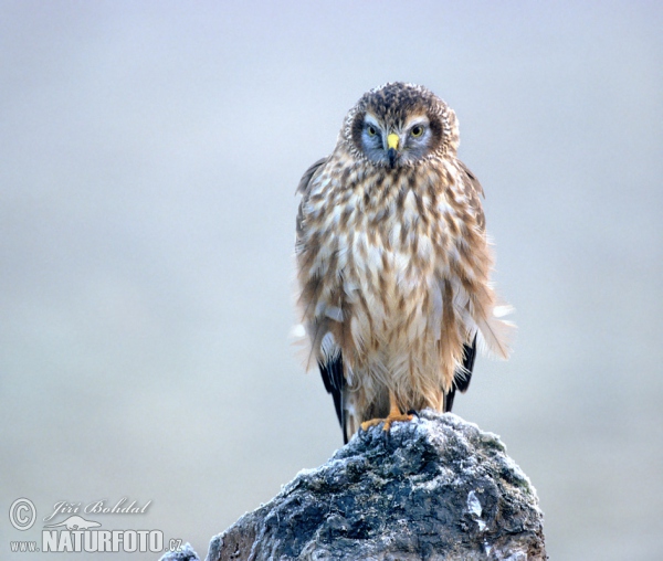 Aguilucho pálido