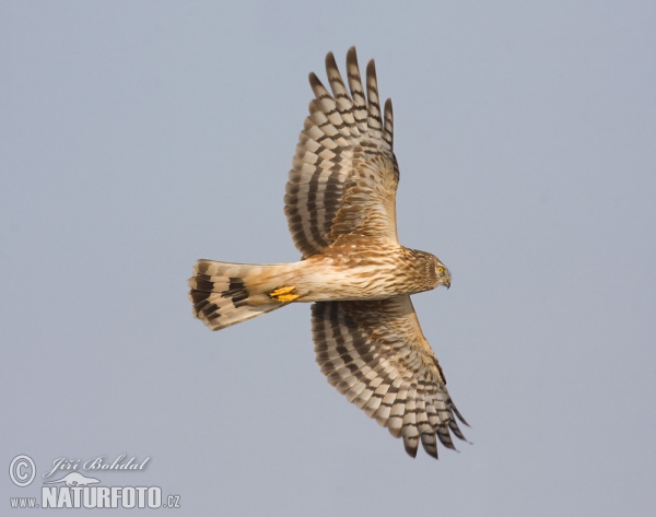 Aguilucho pálido