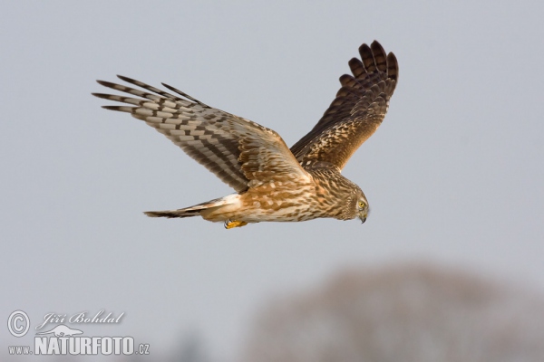 Aguilucho pálido