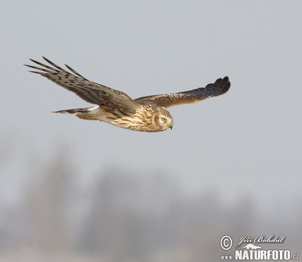 Aguilucho pálido