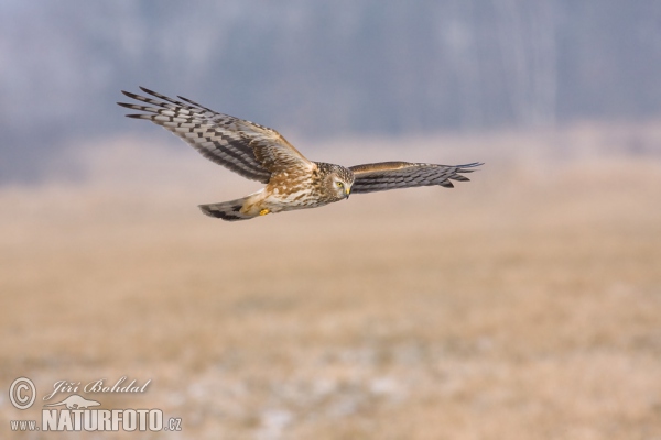 Aguilucho pálido