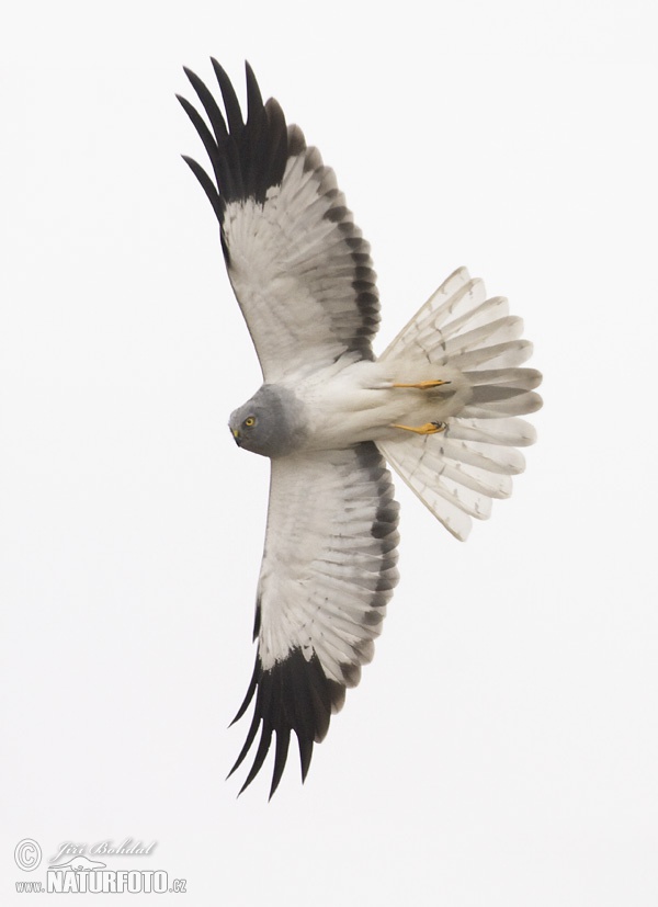 Aguilucho pálido