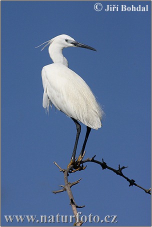 Aigrette garzette