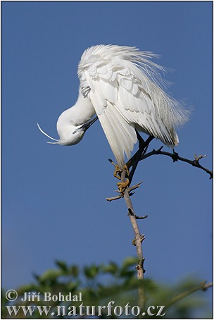 Aigrette garzette