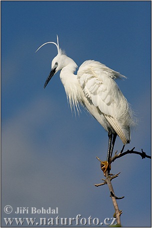 Aigrette garzette