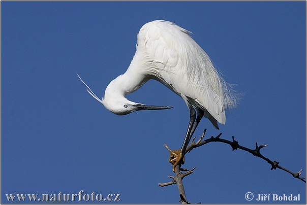 Aigrette garzette