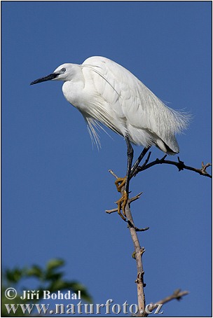 Aigrette garzette