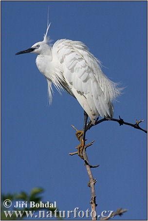 Aigrette garzette