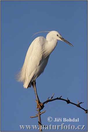 Aigrette garzette